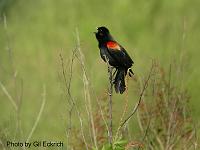 Red-winged Blackbird May 07 Field Trip 055